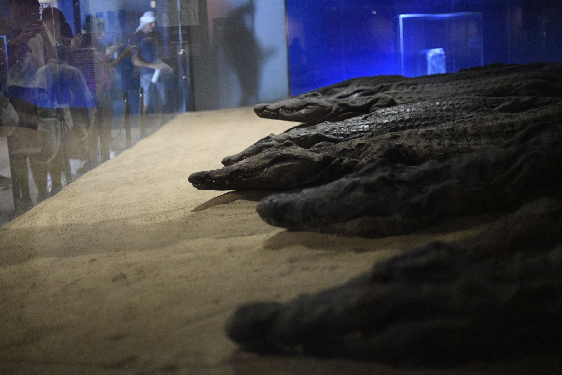 DSC4815 - ©copyright Marco Giardini