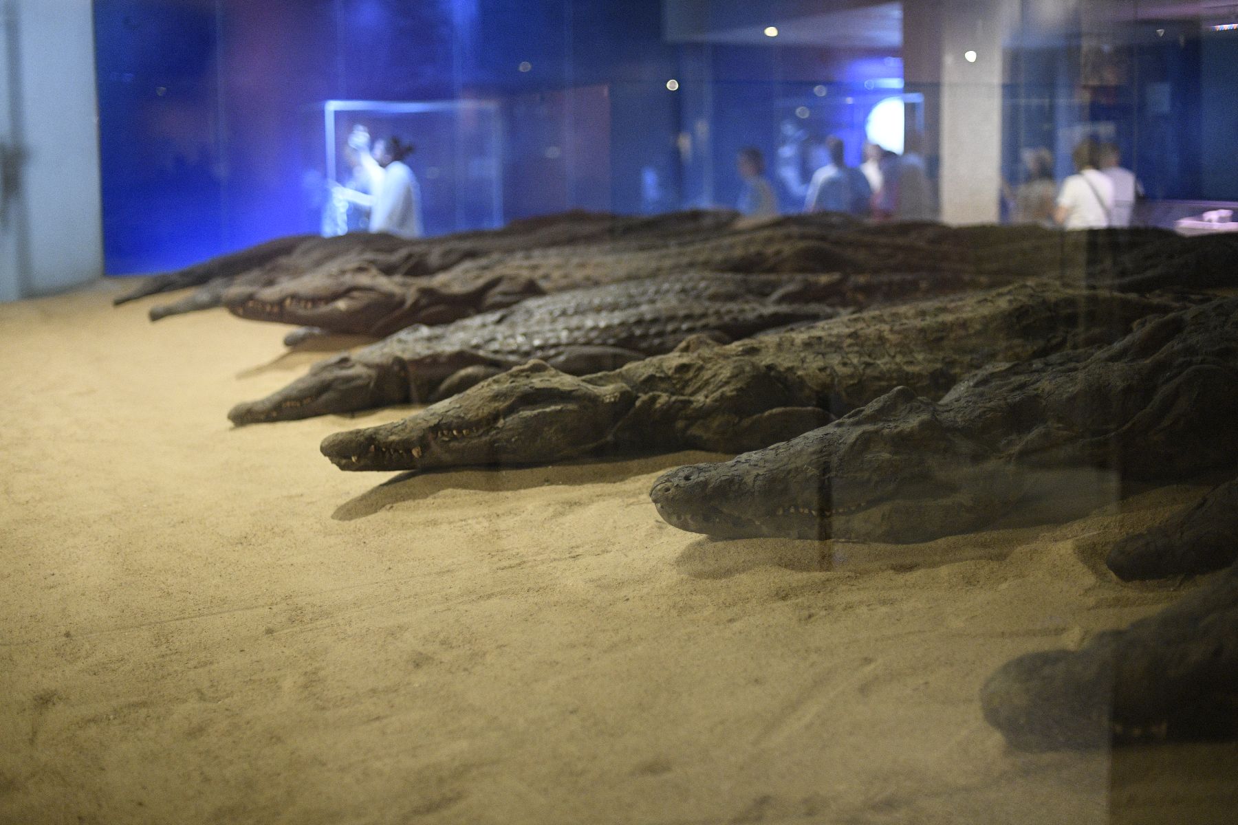 ©copyright Marco Giardini