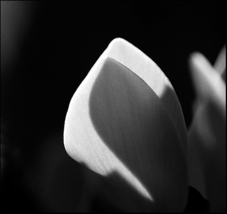 ©copyright Marco Giardini