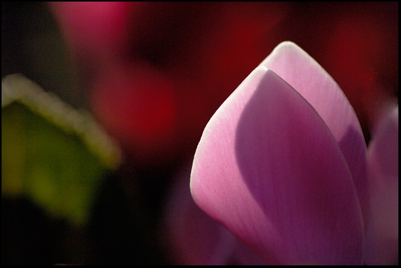 ©copyright Marco Giardini