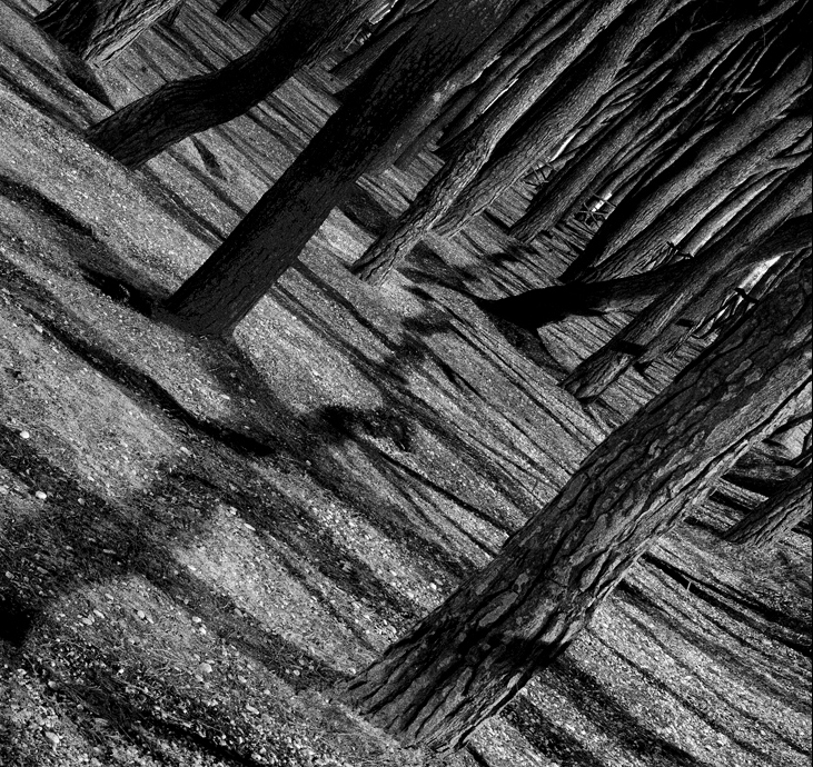 OMBRE TREES - ©copyright Marco Giardini