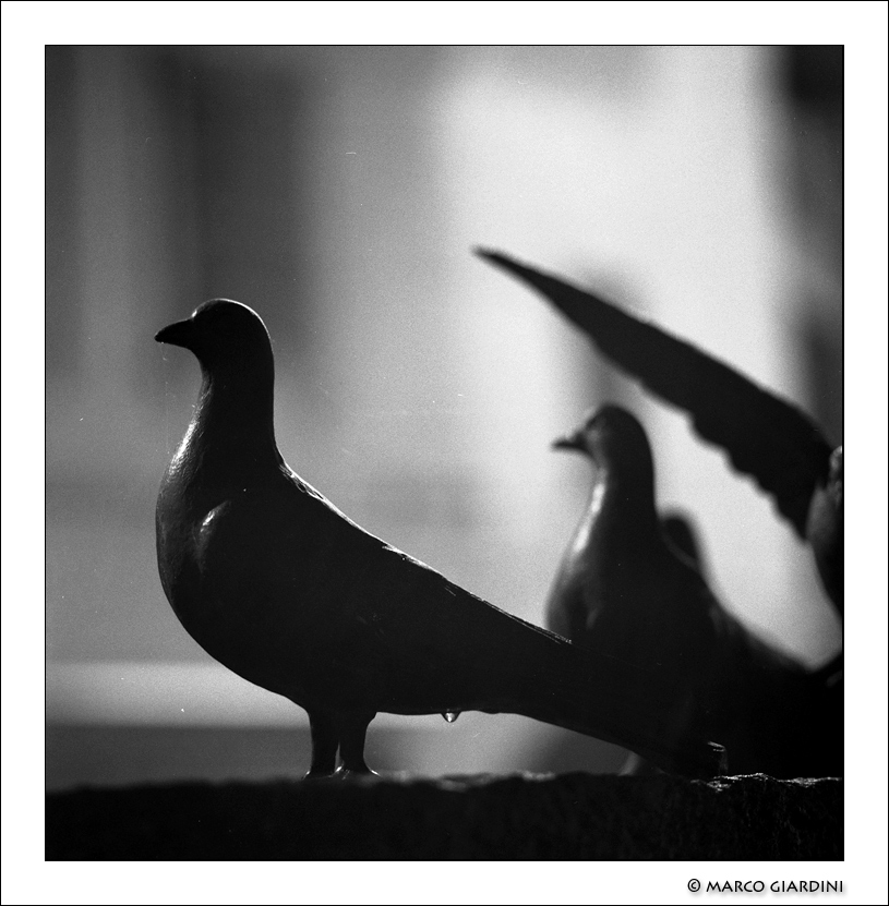 ©copyright Marco Giardini